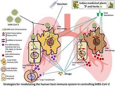 Perspectives About Modulating Host Immune System in Targeting SARS-CoV-2 in India